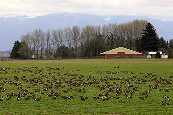 Skagit Valley, WA